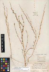 Herbarium Sheet of 